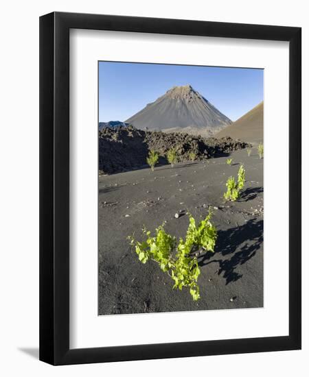 Traditional viniculture in the Cha de Caldeiras,. Stratovolcano mount Pico do Fogo. Fogo Island-Martin Zwick-Framed Photographic Print