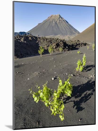 Traditional viniculture in the Cha de Caldeiras,. Stratovolcano mount Pico do Fogo. Fogo Island-Martin Zwick-Mounted Photographic Print