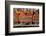 Traditional Wooden Hanseatic Merchants Buildings of the Bryggen, Bergen, Norway, Scandinavia-Robert Harding-Framed Photographic Print