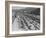 Traffic on Hollywood Freeway-Philip Gendreau-Framed Photographic Print