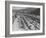 Traffic on Hollywood Freeway-Philip Gendreau-Framed Photographic Print