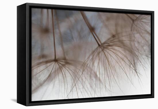 Tragapogon pratensis-Heidi Westum-Framed Premier Image Canvas