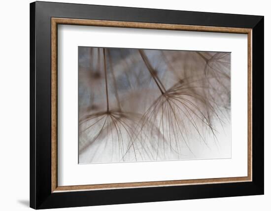 Tragapogon pratensis-Heidi Westum-Framed Photographic Print