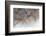 Tragapogon pratensis-Heidi Westum-Framed Photographic Print