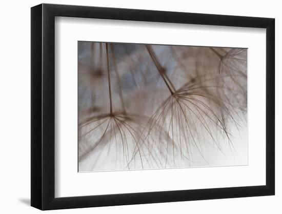 Tragapogon pratensis-Heidi Westum-Framed Photographic Print