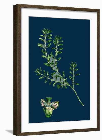 Tragopogon Porrifolius; Salsify-null-Framed Giclee Print