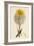 Tragopogon Pratensis Var. Grandiflorus Yellow Goat's-Beard Var. Y-null-Framed Giclee Print