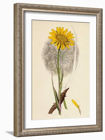 Tragopogon Pratensis Var. Grandiflorus Yellow Goat's-Beard Var. Y-null-Framed Giclee Print