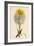 Tragopogon Pratensis Var. Grandiflorus Yellow Goat's-Beard Var. Y-null-Framed Giclee Print