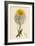 Tragopogon Pratensis Var. Grandiflorus Yellow Goat's-Beard Var. Y-null-Framed Giclee Print