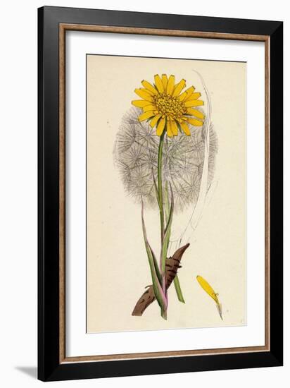 Tragopogon Pratensis Var. Grandiflorus Yellow Goat's-Beard Var. Y-null-Framed Giclee Print