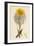 Tragopogon Pratensis Var. Grandiflorus Yellow Goat's-Beard Var. Y-null-Framed Giclee Print