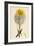 Tragopogon Pratensis Var. Grandiflorus Yellow Goat's-Beard Var. Y-null-Framed Giclee Print