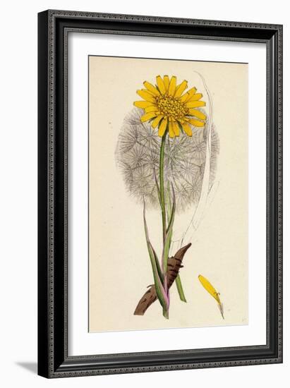 Tragopogon Pratensis Var. Grandiflorus Yellow Goat's-Beard Var. Y-null-Framed Giclee Print