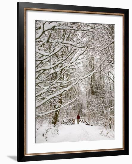 Trail and Hiker in Winter, Tiger Mountain State Forest, Washington, USA-Jamie & Judy Wild-Framed Photographic Print