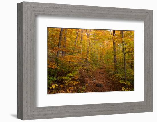 Trail in a forest, Goodnow Mountain, Adirondack Mountains State Park, New York State, USA-null-Framed Photographic Print