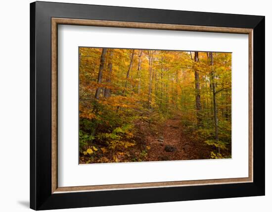 Trail in a forest, Goodnow Mountain, Adirondack Mountains State Park, New York State, USA-null-Framed Photographic Print