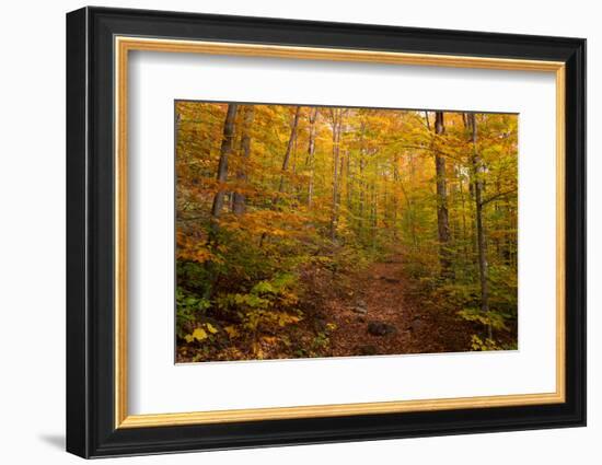 Trail in a forest, Goodnow Mountain, Adirondack Mountains State Park, New York State, USA-null-Framed Photographic Print