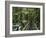 Trail in Cloud Forest, La Paz Waterfall Gardens, Central Valley, Costa Rica-Rolf Nussbaumer-Framed Photographic Print