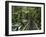 Trail in Cloud Forest, La Paz Waterfall Gardens, Central Valley, Costa Rica-Rolf Nussbaumer-Framed Photographic Print