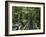 Trail in Cloud Forest, La Paz Waterfall Gardens, Central Valley, Costa Rica-Rolf Nussbaumer-Framed Photographic Print