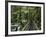 Trail in Cloud Forest, La Paz Waterfall Gardens, Central Valley, Costa Rica-Rolf Nussbaumer-Framed Photographic Print