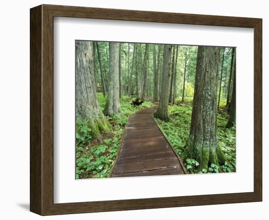 Trail in Glacier National Park, Montana, USA-Darrell Gulin-Framed Photographic Print