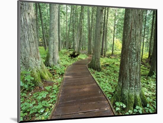 Trail in Glacier National Park, Montana, USA-Darrell Gulin-Mounted Photographic Print