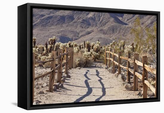 Trail into the Cholla Cactus Garden, Joshua Tree NP, California, USA-Jaynes Gallery-Framed Premier Image Canvas