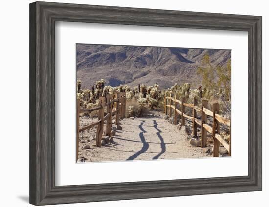 Trail into the Cholla Cactus Garden, Joshua Tree NP, California, USA-Jaynes Gallery-Framed Photographic Print