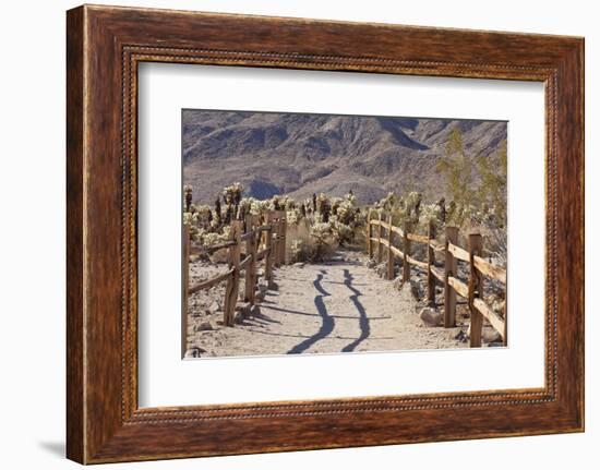 Trail into the Cholla Cactus Garden, Joshua Tree NP, California, USA-Jaynes Gallery-Framed Photographic Print