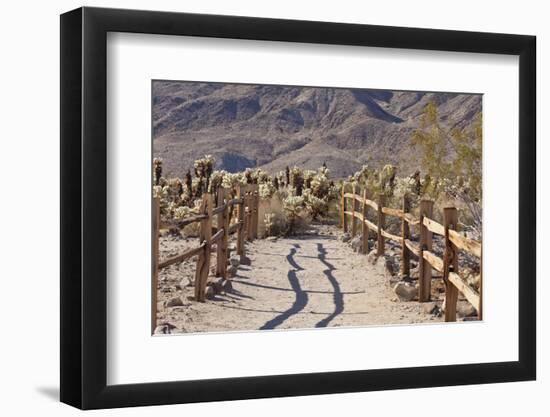 Trail into the Cholla Cactus Garden, Joshua Tree NP, California, USA-Jaynes Gallery-Framed Photographic Print