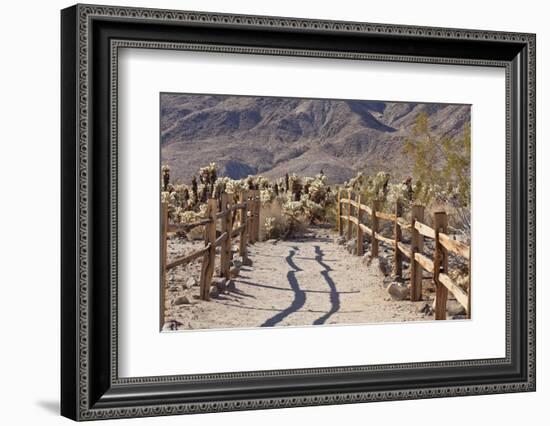 Trail into the Cholla Cactus Garden, Joshua Tree NP, California, USA-Jaynes Gallery-Framed Photographic Print