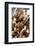 Trail Mix-J.C. Vaillant-Framed Photographic Print