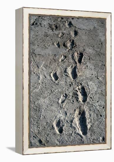 Trail of Laetoli Footprints.-John Reader-Framed Premier Image Canvas