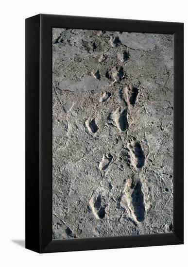 Trail of Laetoli Footprints.-John Reader-Framed Premier Image Canvas