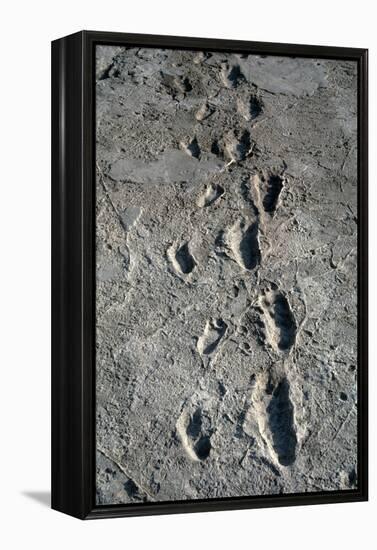 Trail of Laetoli Footprints.-John Reader-Framed Premier Image Canvas