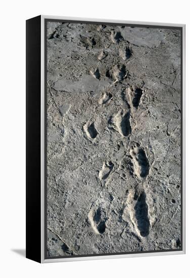 Trail of Laetoli Footprints.-John Reader-Framed Premier Image Canvas