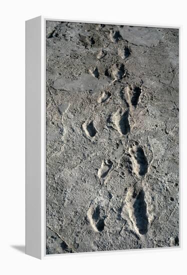 Trail of Laetoli Footprints.-John Reader-Framed Premier Image Canvas