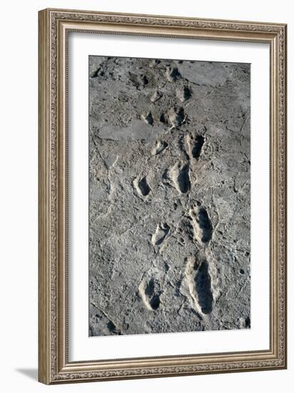 Trail of Laetoli Footprints.-John Reader-Framed Photographic Print