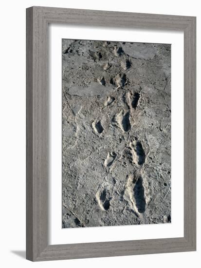 Trail of Laetoli Footprints.-John Reader-Framed Photographic Print