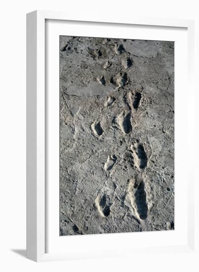 Trail of Laetoli Footprints.-John Reader-Framed Photographic Print