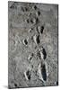 Trail of Laetoli Footprints.-John Reader-Mounted Photographic Print