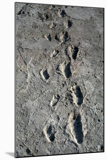 Trail of Laetoli Footprints.-John Reader-Mounted Photographic Print