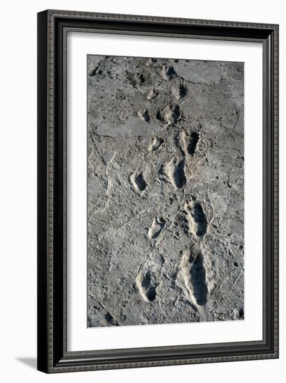 Trail of Laetoli Footprints.-John Reader-Framed Photographic Print