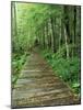 Trail of the Shadows, Mt. Rainier National Park, Washington, USA-Jamie & Judy Wild-Mounted Photographic Print