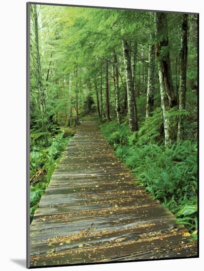 Trail of the Shadows, Mt. Rainier National Park, Washington, USA-Jamie & Judy Wild-Mounted Photographic Print