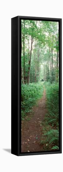 Trail Passing Through a Forest, Adirondack Mountains, Old Forge, Herkimer County-null-Framed Stretched Canvas