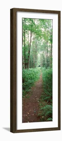 Trail Passing Through a Forest, Adirondack Mountains, Old Forge, Herkimer County-null-Framed Photographic Print