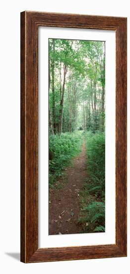 Trail Passing Through a Forest, Adirondack Mountains, Old Forge, Herkimer County-null-Framed Photographic Print